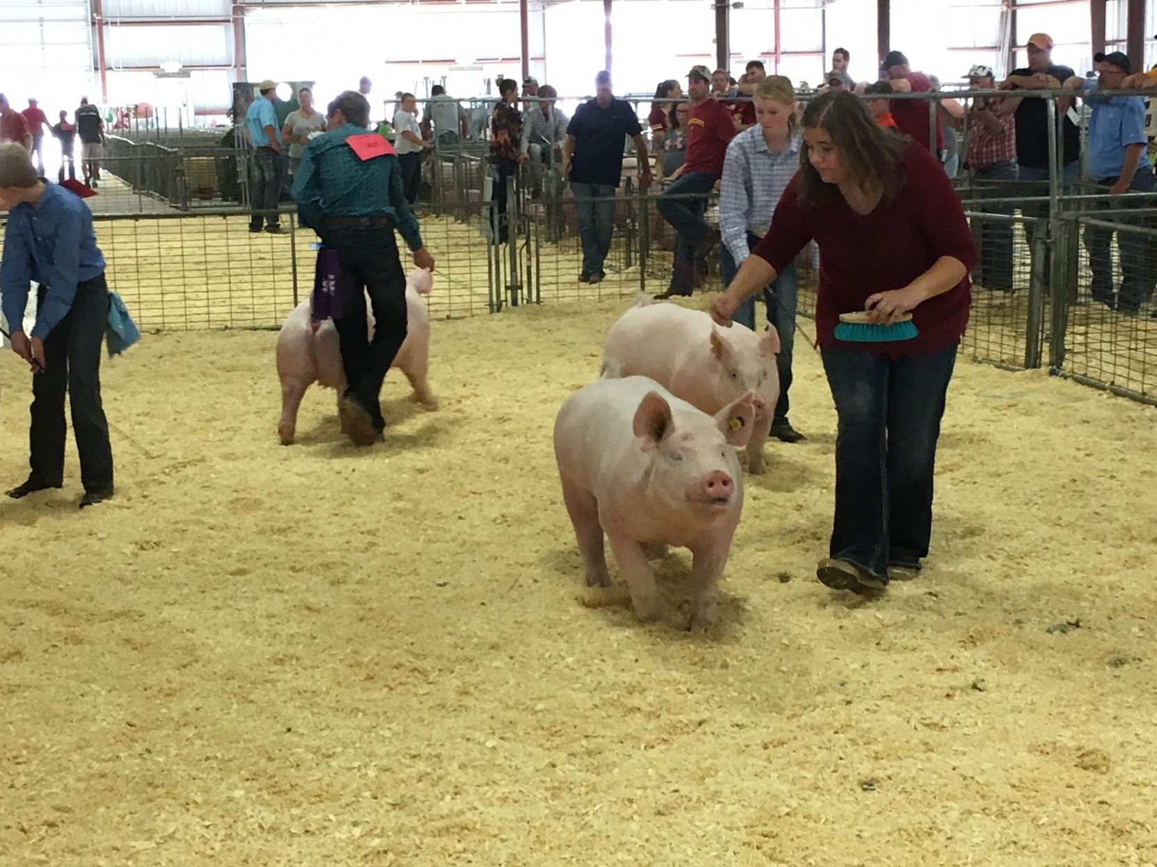 Clay County Fair